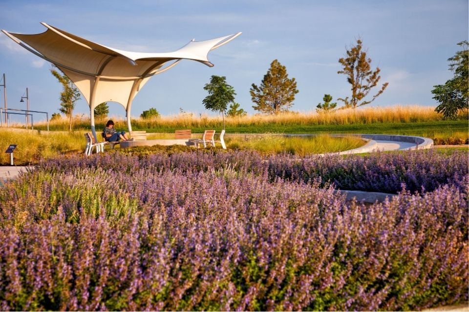 A person sitting in a chair in a field of purple flowers.